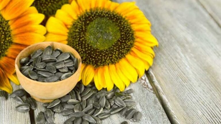 Calories in Sunflower Seeds: Are They Healthy?