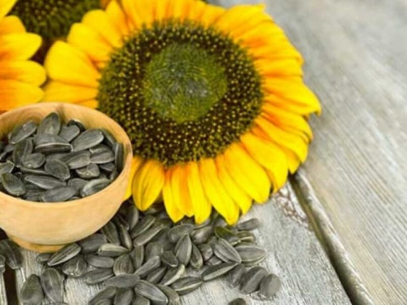 Calories in Sunflower Seeds: Are They Healthy?